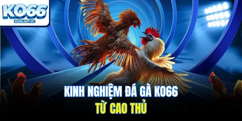 Kinh nghiệm đá gà KO66 từ cao thủ